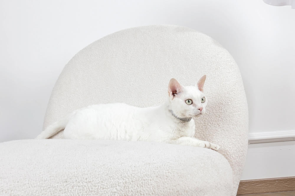 KEEP CALM - Calming pheromone collar for cats 1pc