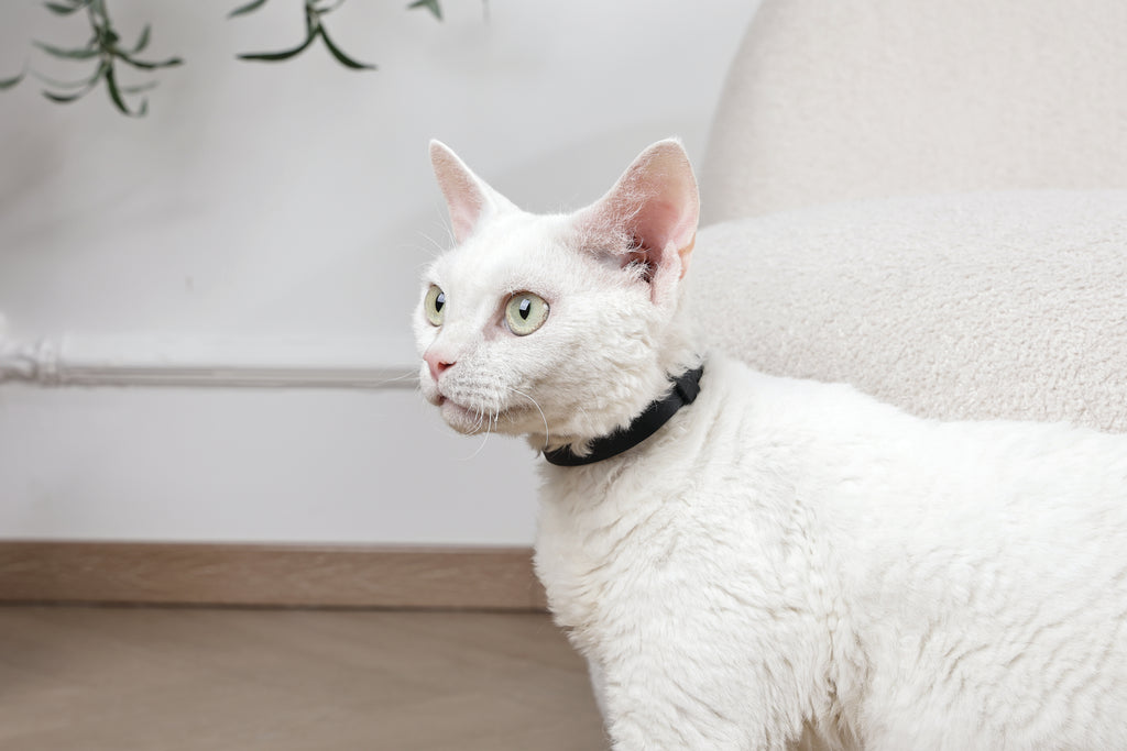 KEEP CALM - Calming pheromone collar set for cats 4 pcs