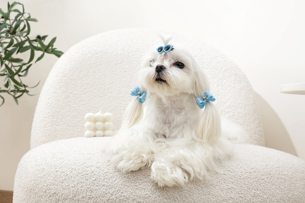 GLAM Hair Accessories for pets clip & rubber band - Blue