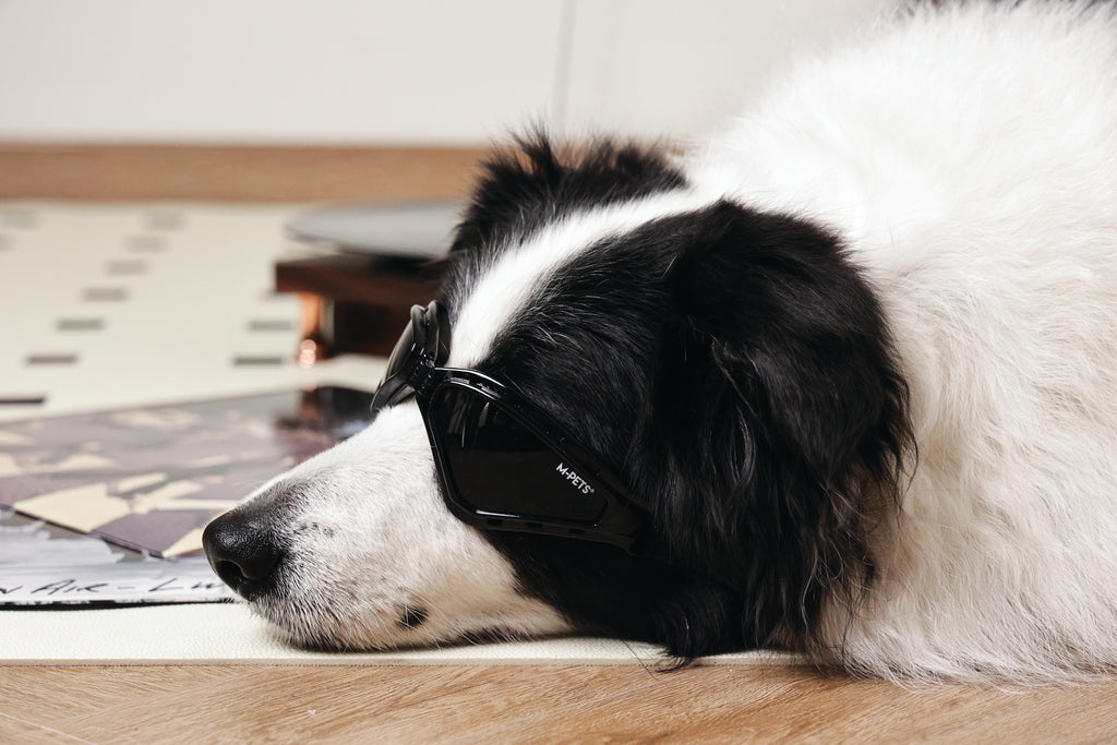 SUNNY Goggles for dogs TRAILBLAZER – M-PETS