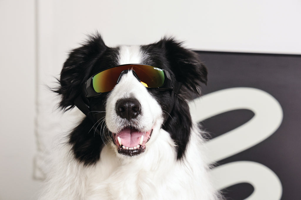 SUNNY Goggles for dogs SUNBATHER