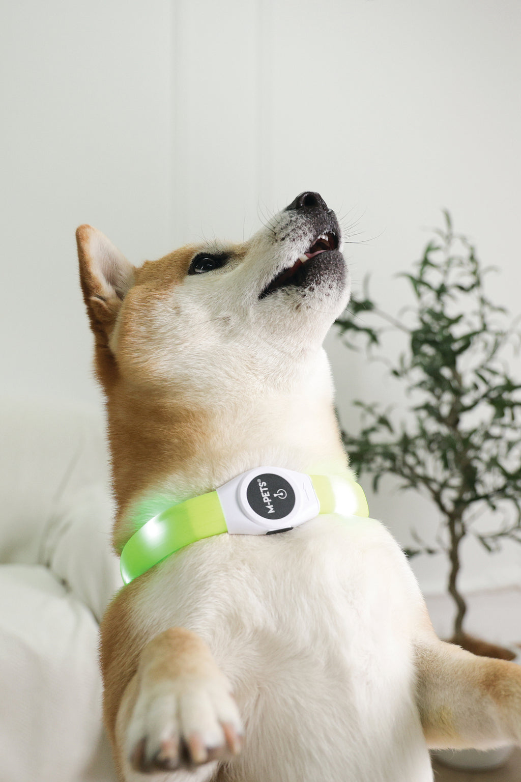 FLASH LED rechargeable collar Green