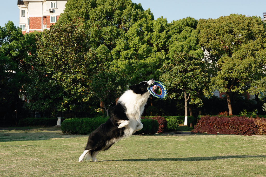 SPRINTPUFF FRSIBEE Toy - Blue/Green