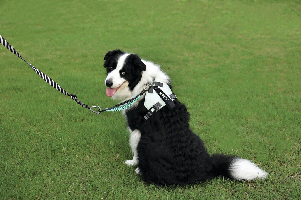 ORIGAMI Dog Harness leafy crease