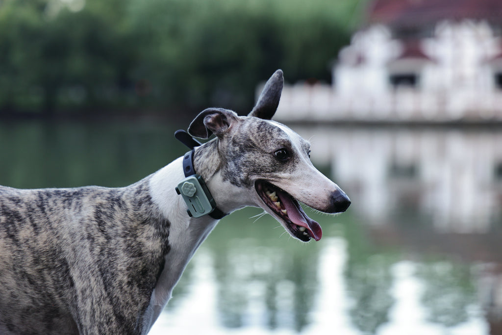 GLocalMe PETPHONE Sage Green - with display