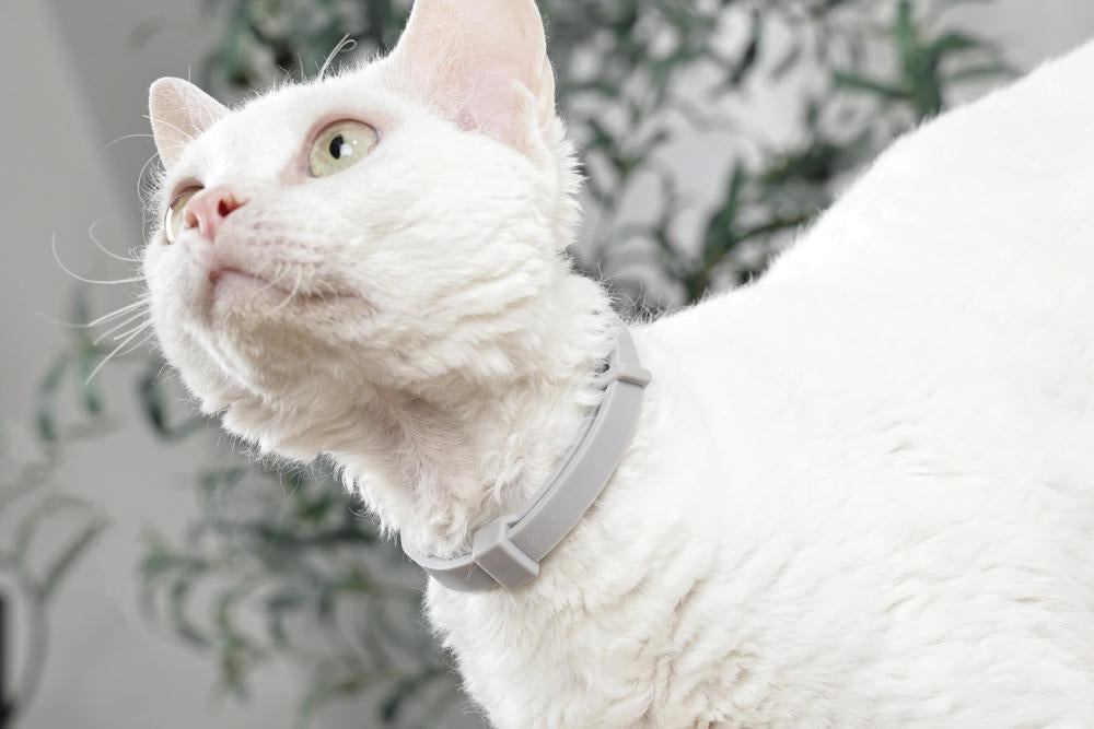 KEEP CALM - Calming pheromone collar for cats 1pc