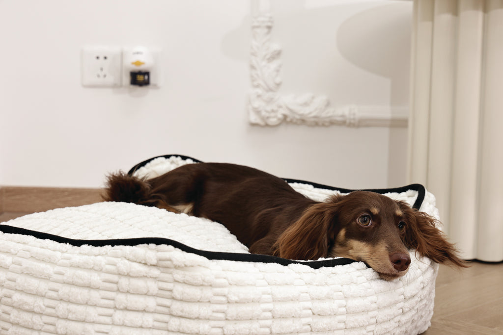 KEEP CALM Calming Pheromone diffuser for DOGS - UK Standard 48ml