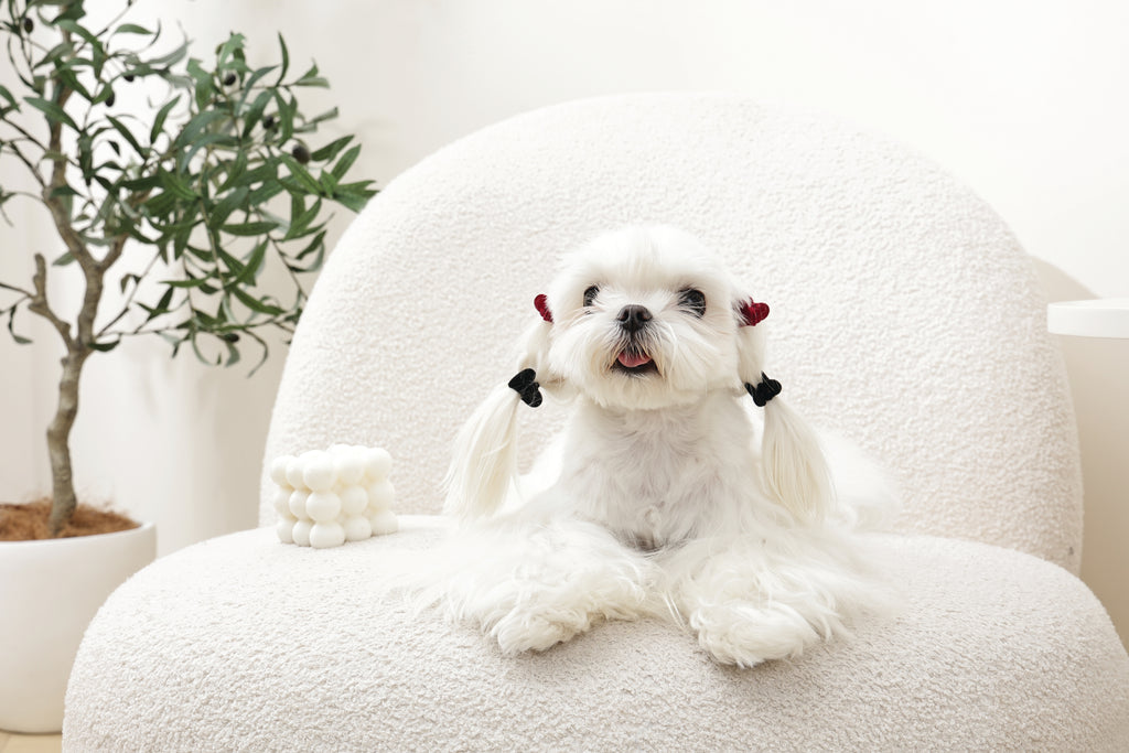 GLAM Hair Accessories for pets heart shape clip - Black & Red