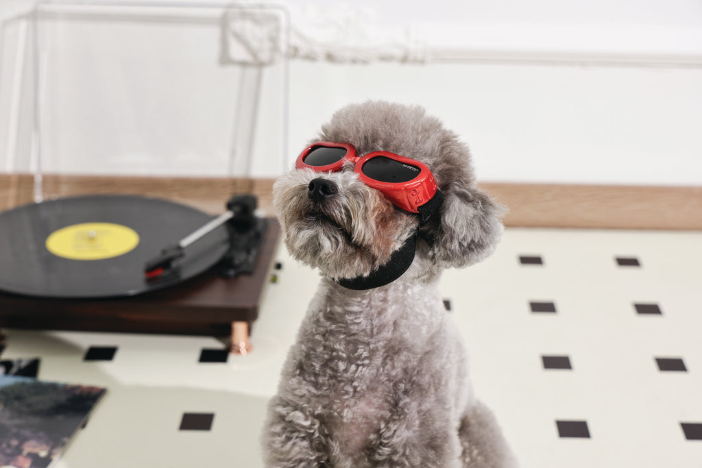 SUNNY Goggles for dogs DAYTRIP