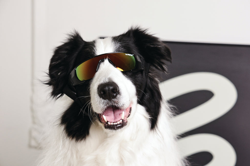 SUNNY Goggles for dogs SUNBATHER