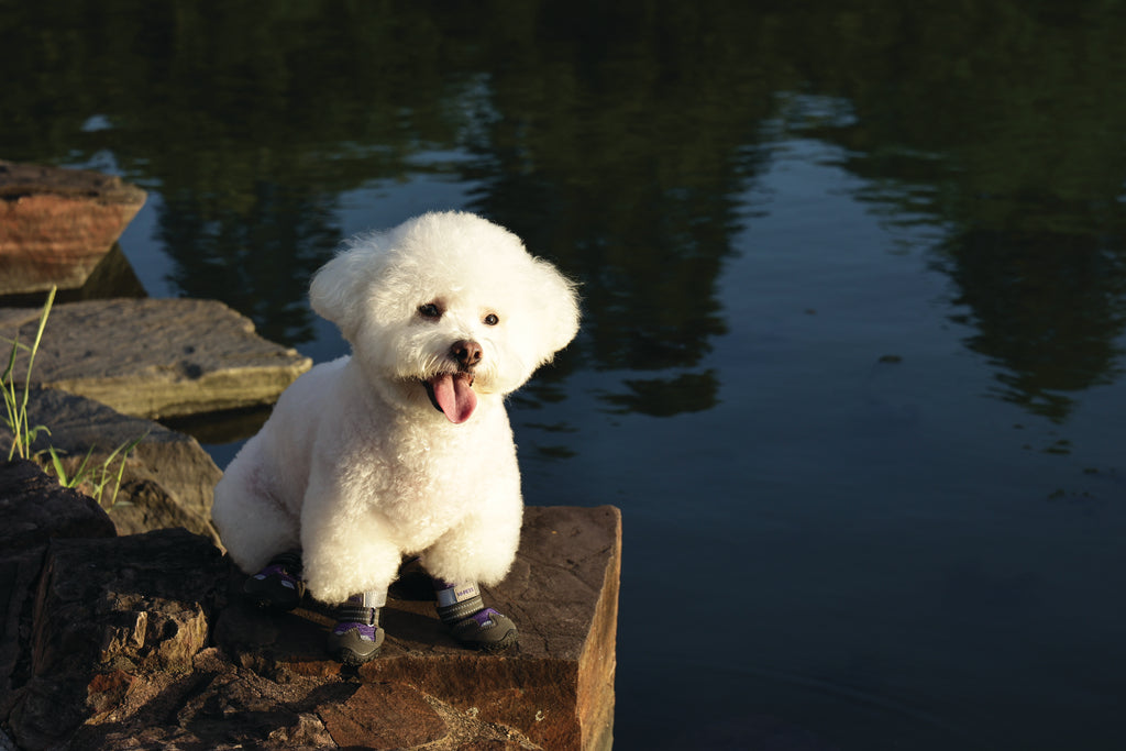 FLEXI SHOES Dog - Purple edition
