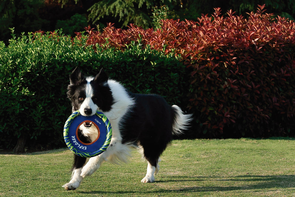 SPRINTPUFF FRSIBEE Toy - Blue/Green