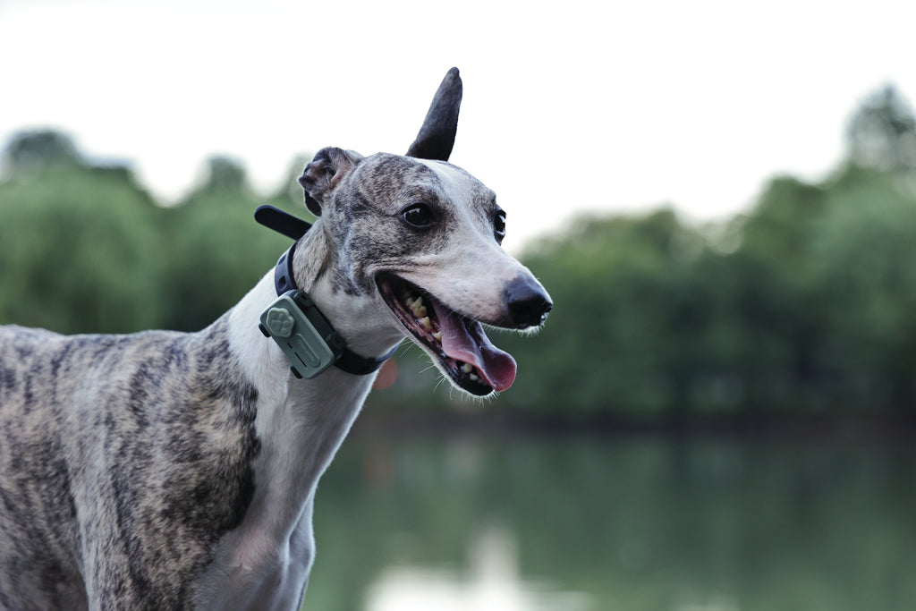 GLocalMe PETPHONE Sage Green - with display