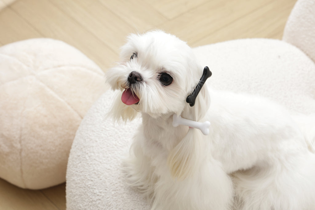 GLAM Hair Accessories for pets bone shape clip - Black &White
