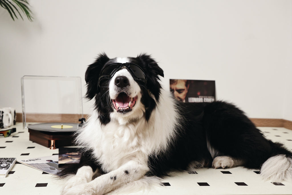 SUNNY Goggles for dogs TRAILBLAZER