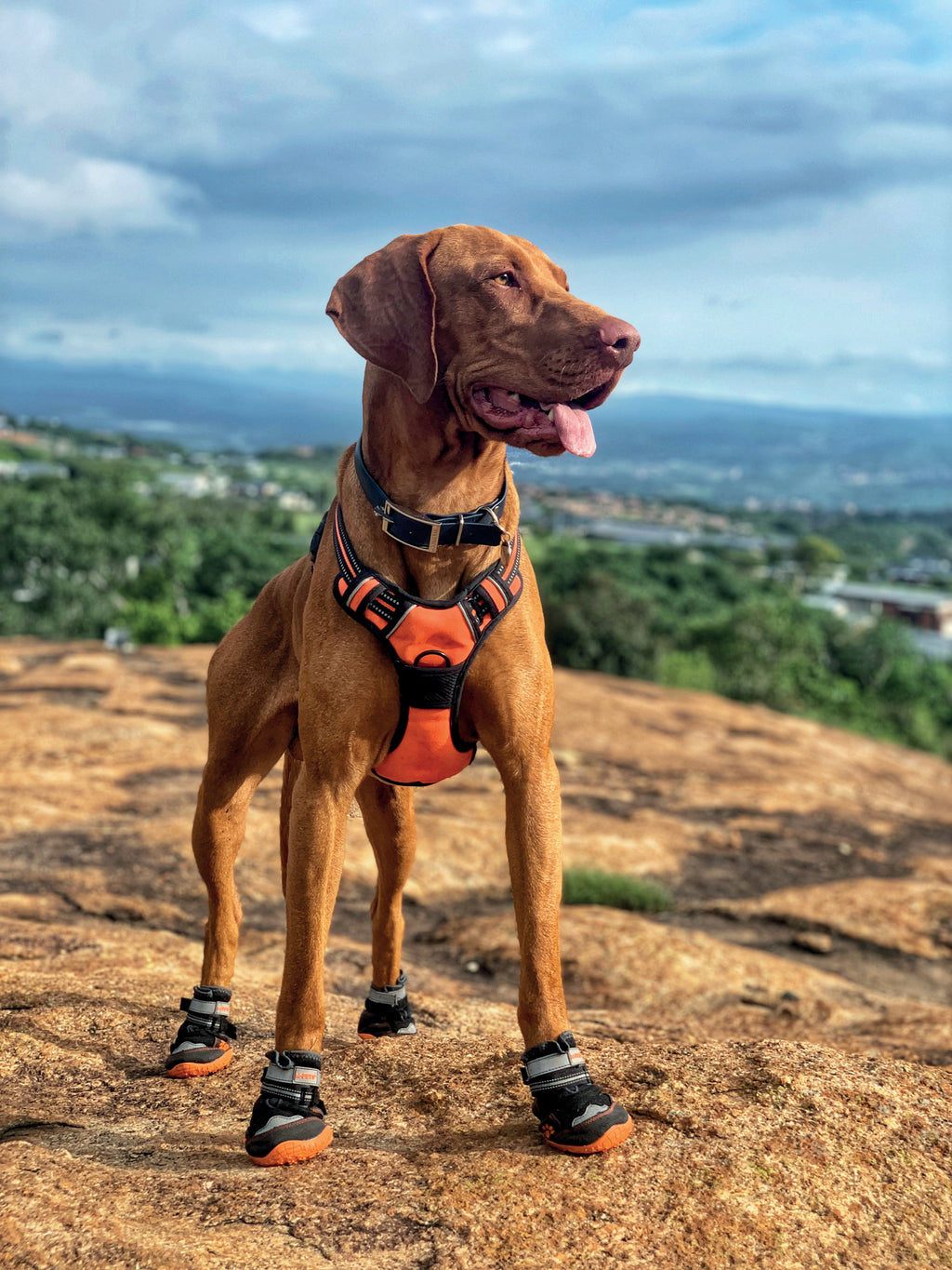 Chaussures de randonnée pour chien