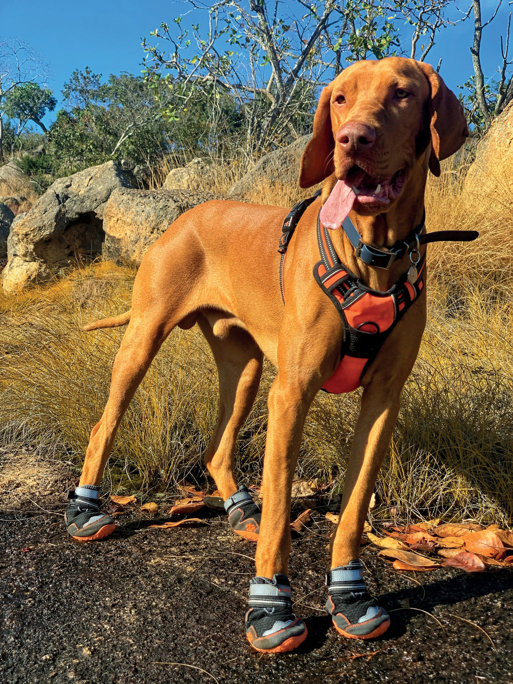 Chaussures de randonnée pour chien