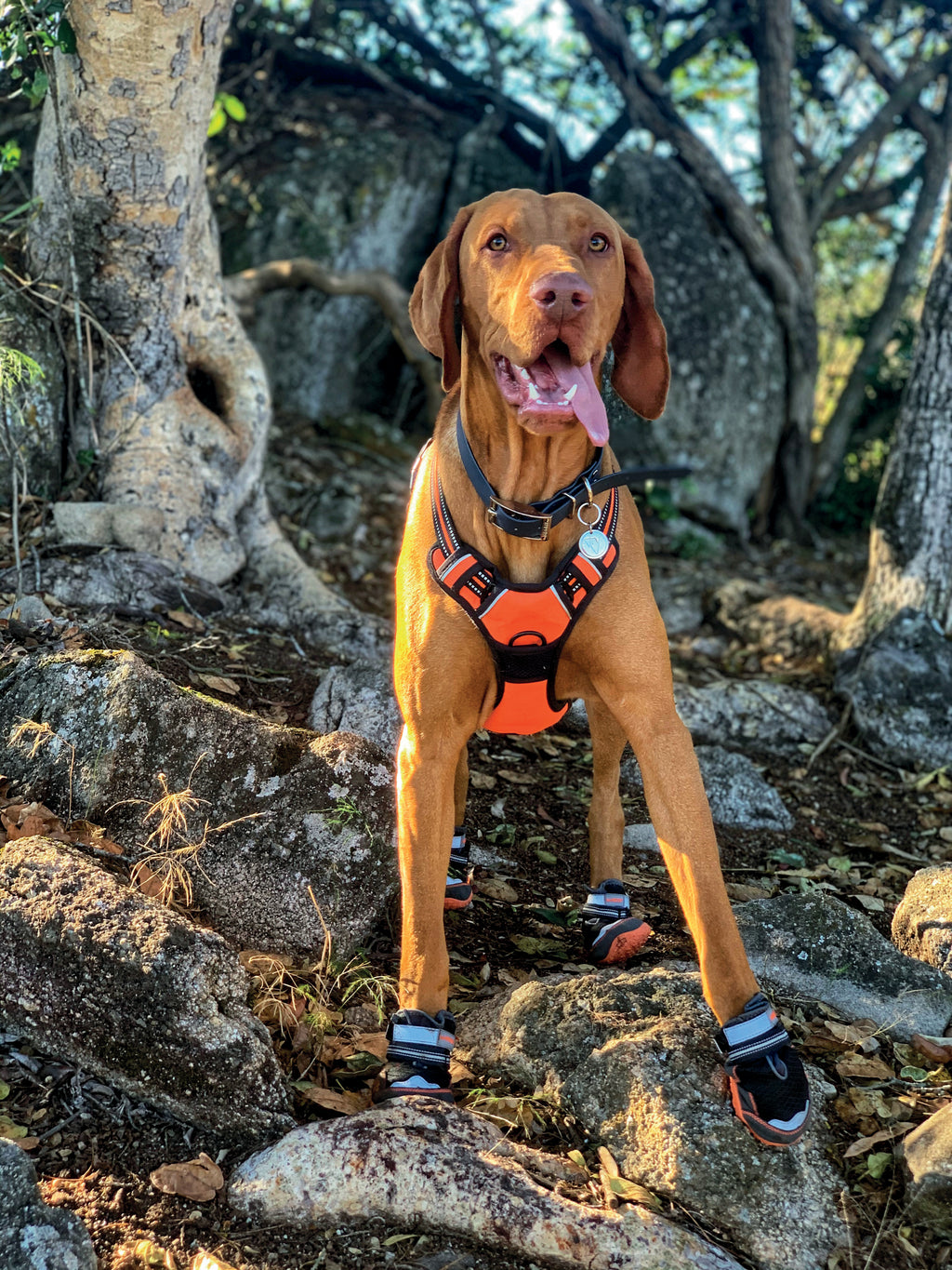 Chaussures de randonnée pour chien