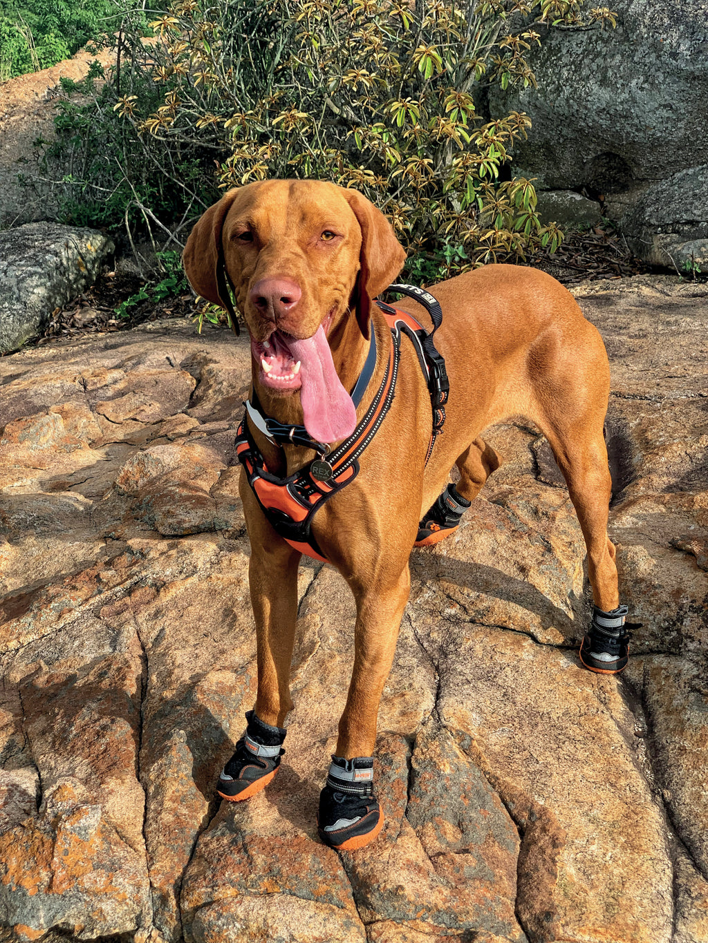 Chaussures de randonnée pour chien