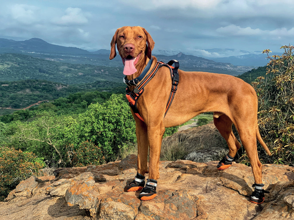 Chaussures de randonnée pour chien