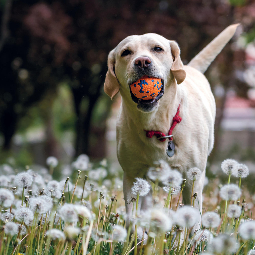 BLOOM BALL - Orange et Bleu