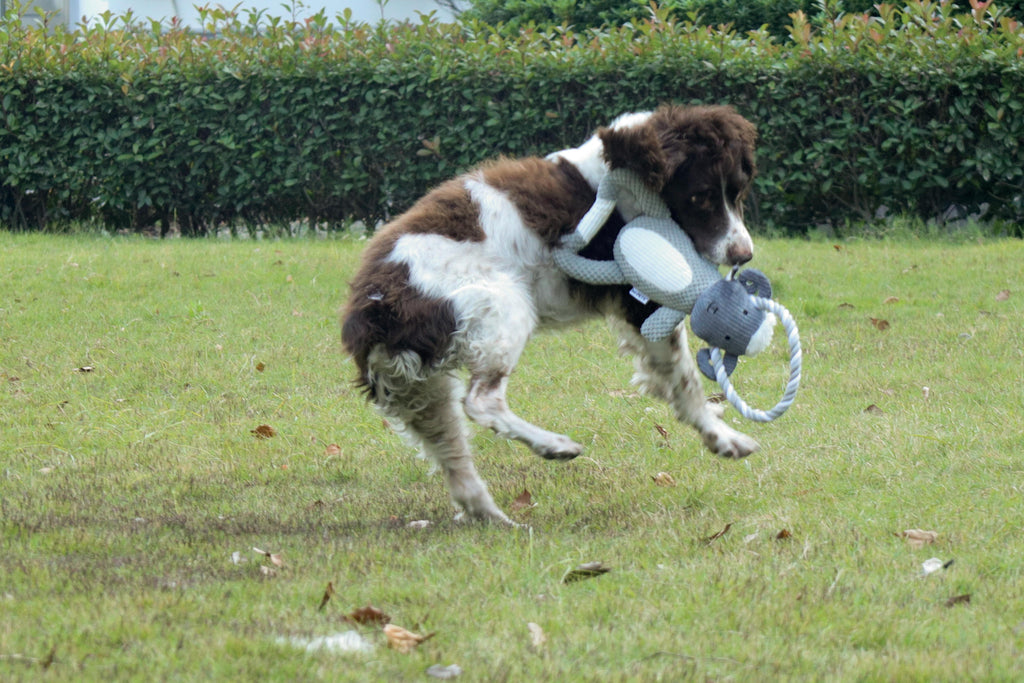 Jouet pour chien Chewtopia ECO - Mouton