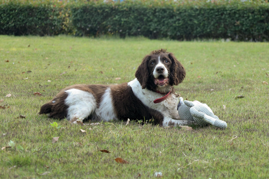 Jouet pour chien Chewtopia ECO - Cochon