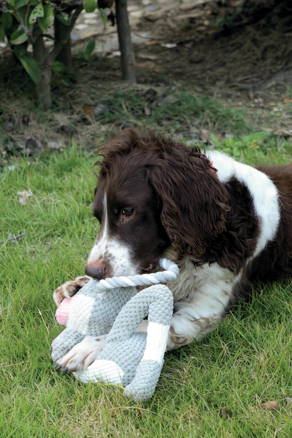 Jouet pour chien Chewtopia ECO - Cochon