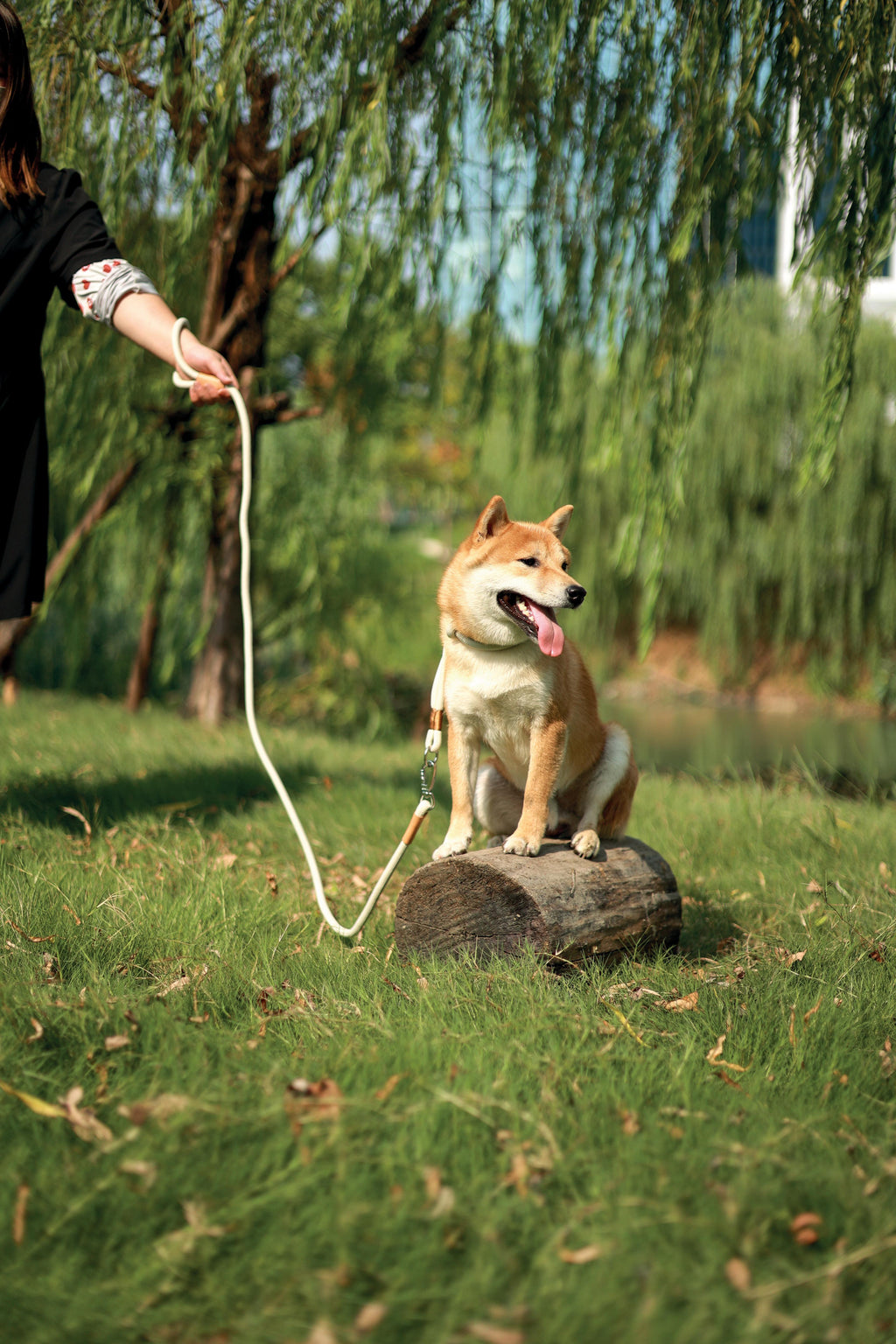 Laisse et collier pour chien ECO 2 en 1 Bleu