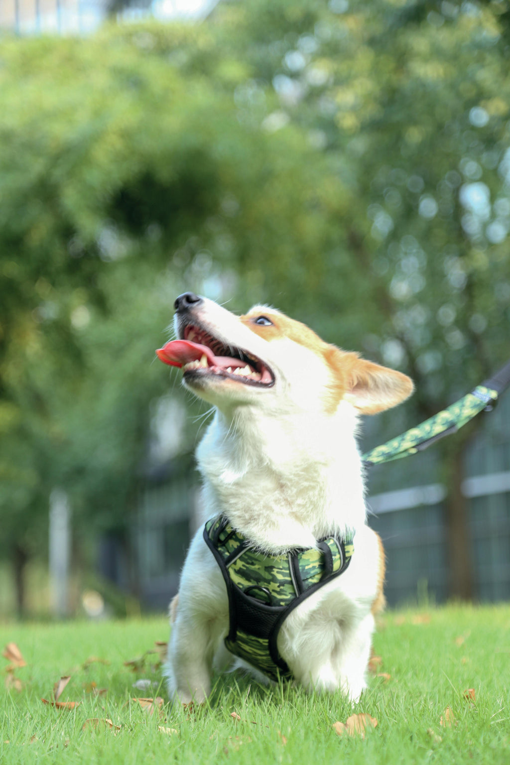 HIKING Harness Camouflage