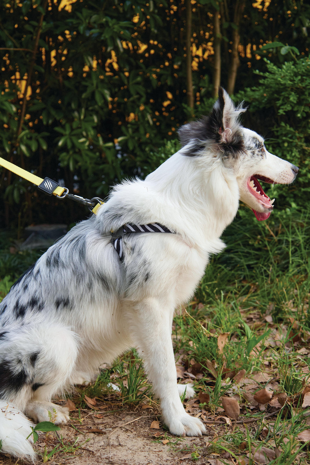 WILD Safari Harness