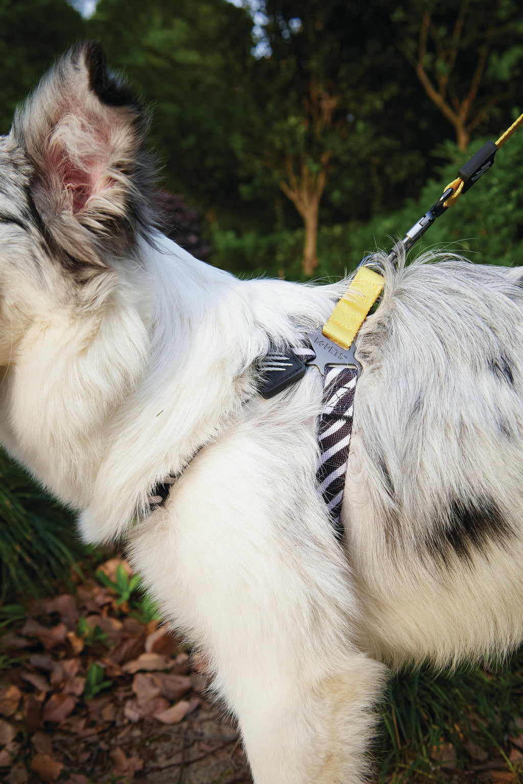 WILD Safari Harness