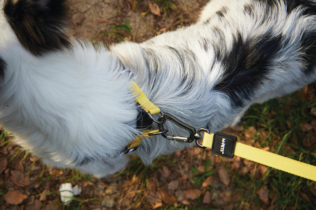 WILD Safari Harness