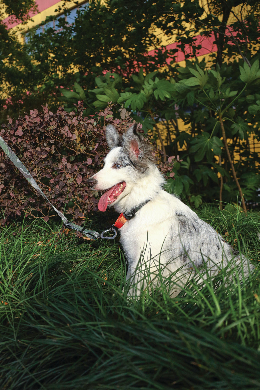 WILD Jungle Leash Travel