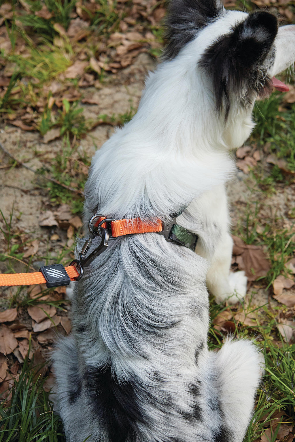 WILD Jungle Leash Travel