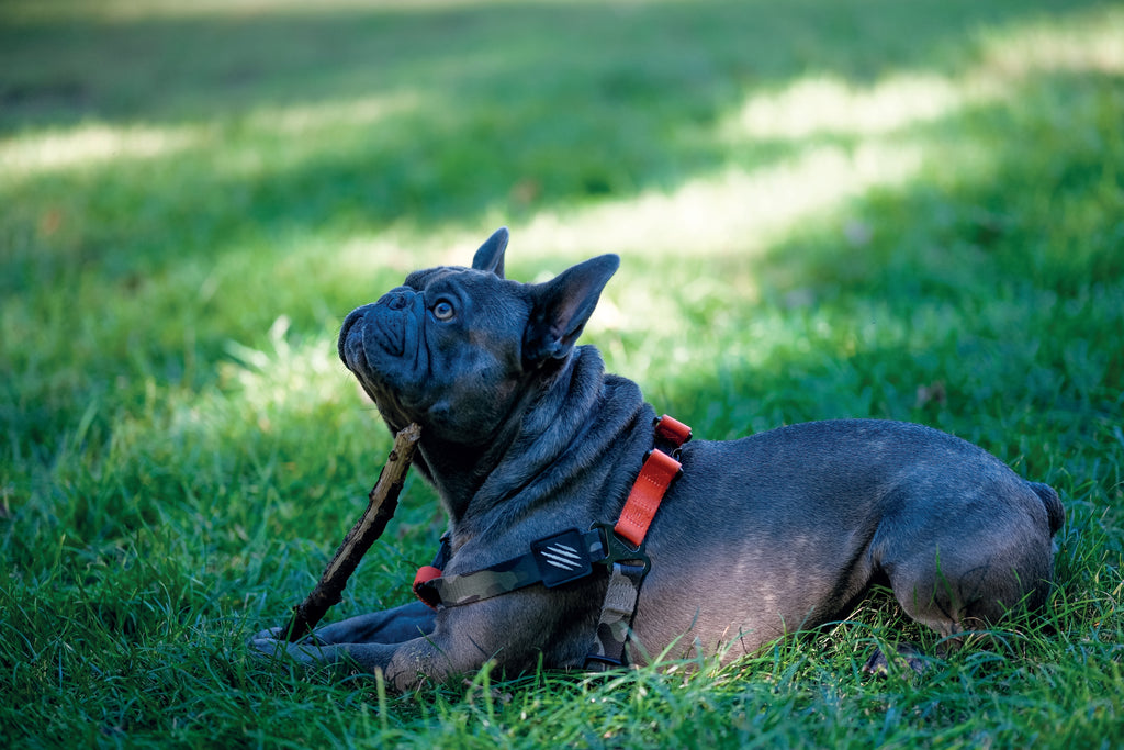 WILD Jungle Harness