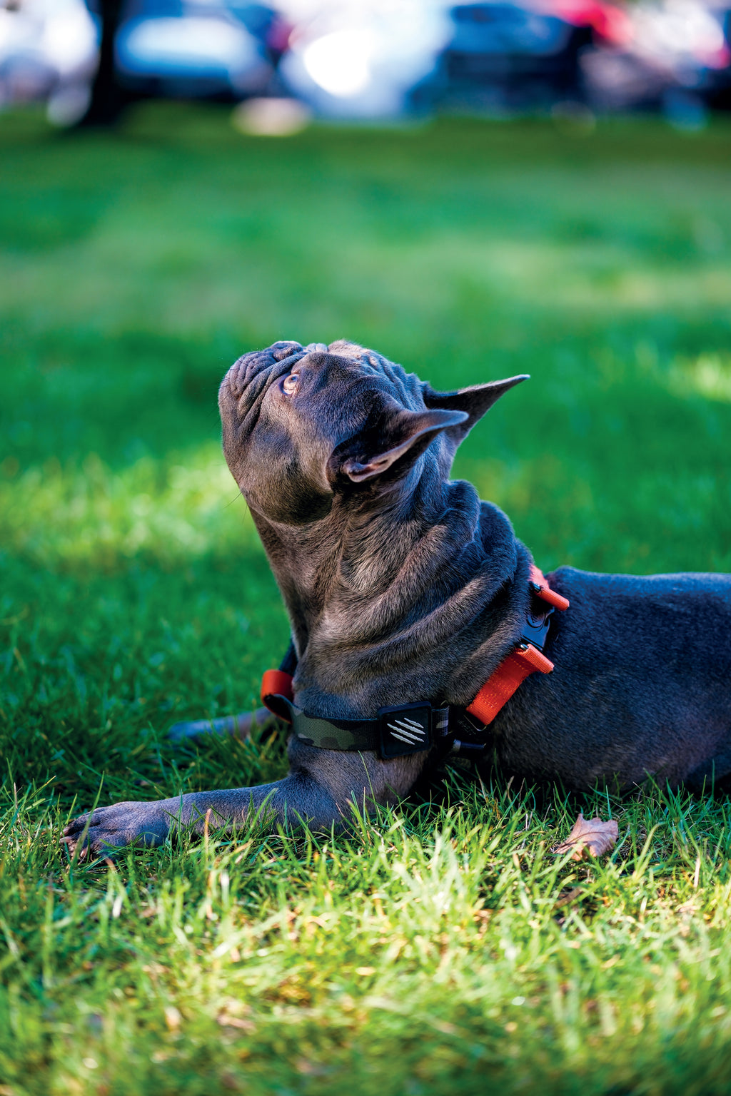 WILD Jungle Harness