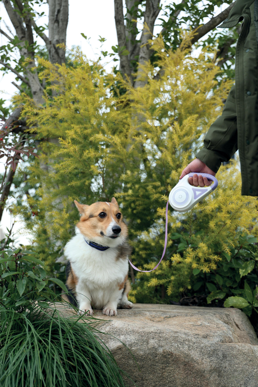 FLASH Retractable Dog Leash Purple