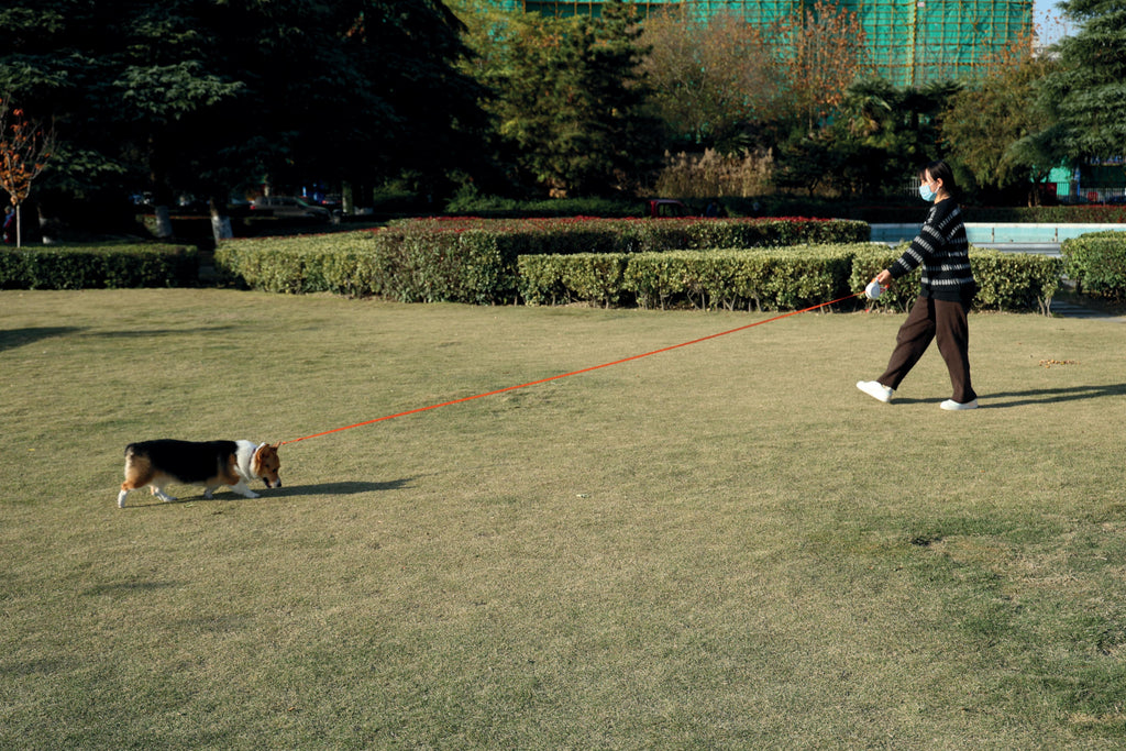 FLASH Retractable Dog Leash Orange