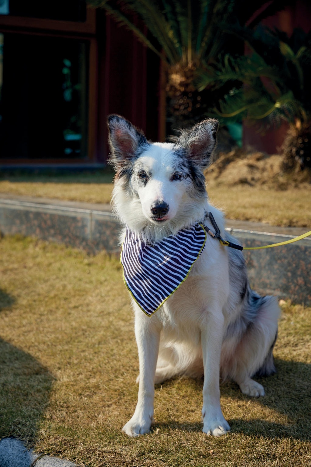 Bandana Safari Sauvage