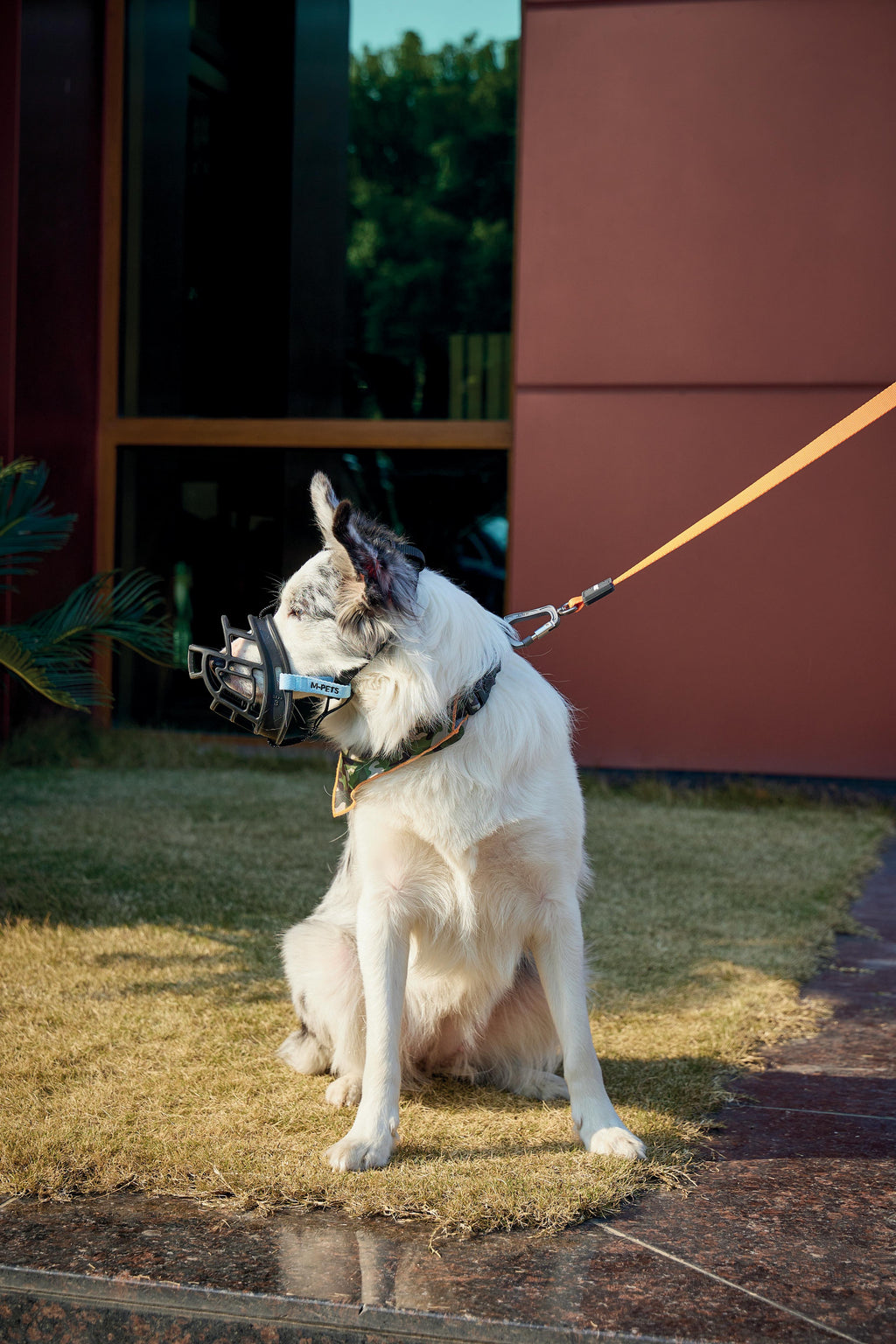 BARK GUARD Dog Muzzle Black&Blue