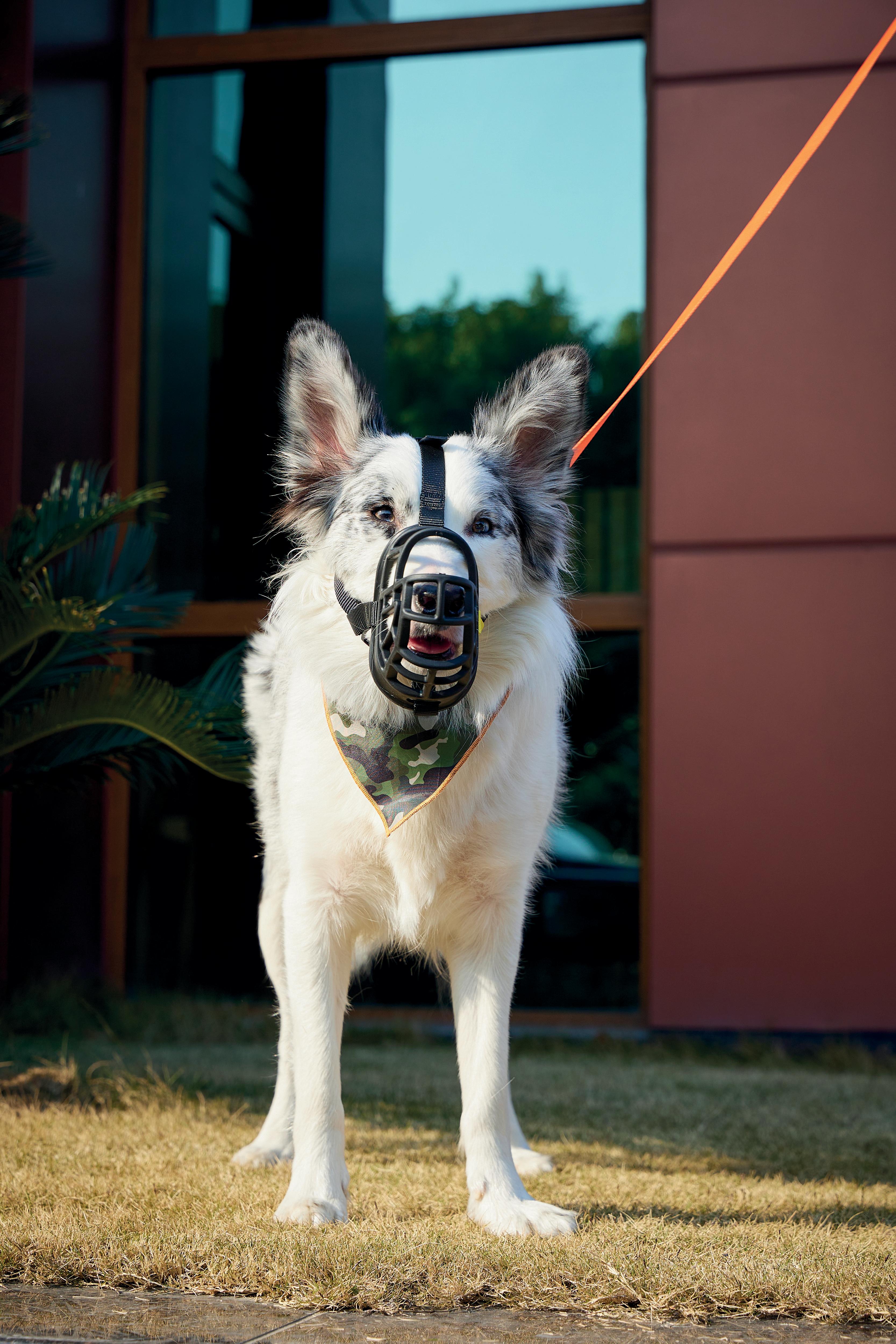 BARK GUARD Dog Muzzle Black & Yellow – M-PETS