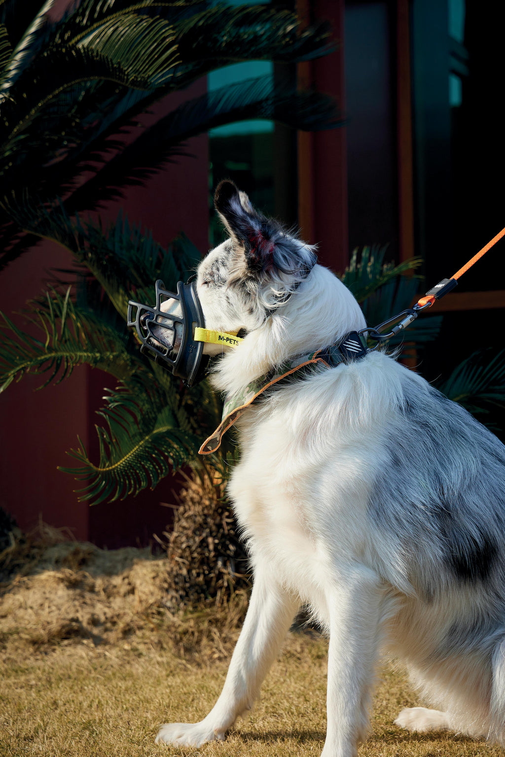 BARK GUARD 狗嘴套 黑色和黄色