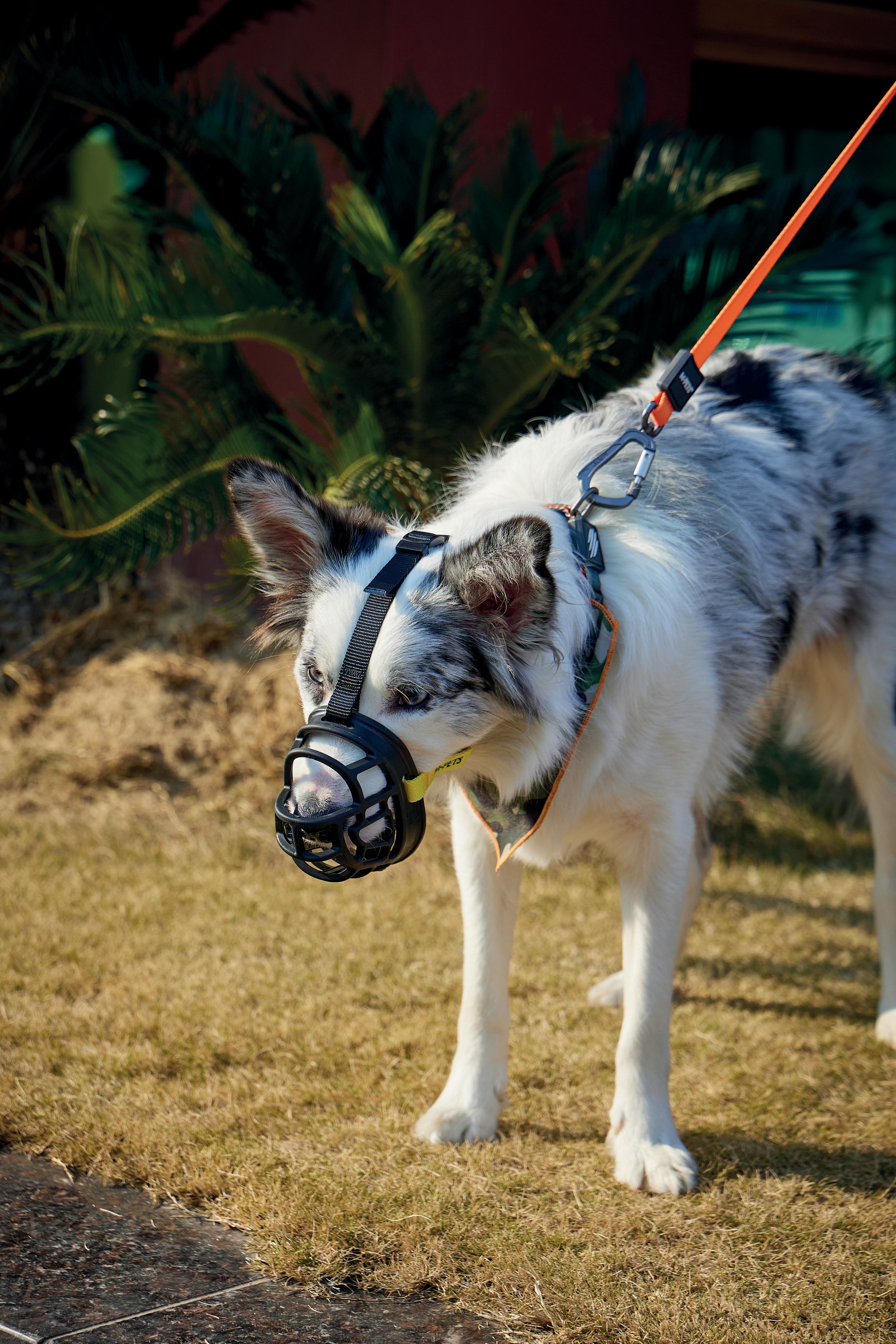 BARK GUARD Dog Muzzle Black & Yellow – M-PETS