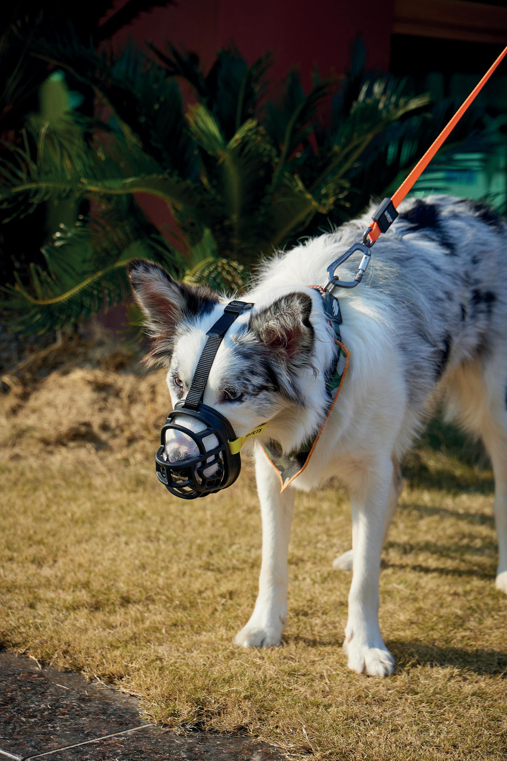 BARK GUARD 狗嘴套 黑色和黄色