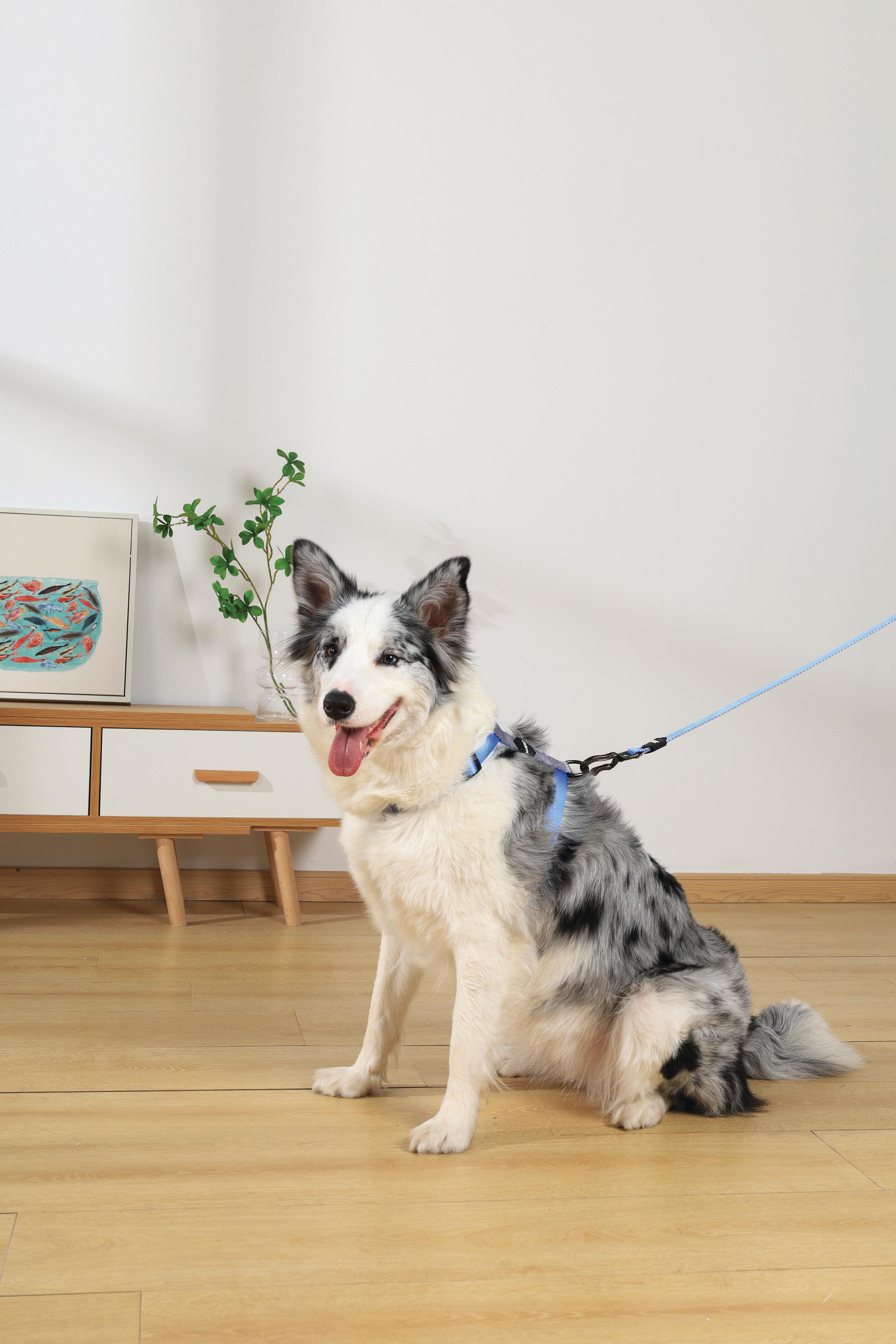 GENTLE DOG Harness Blue – M-PETS