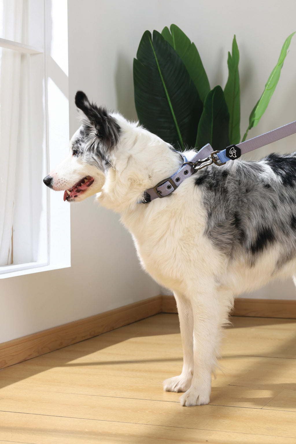 GENTLE DOG Padded Collar Blue