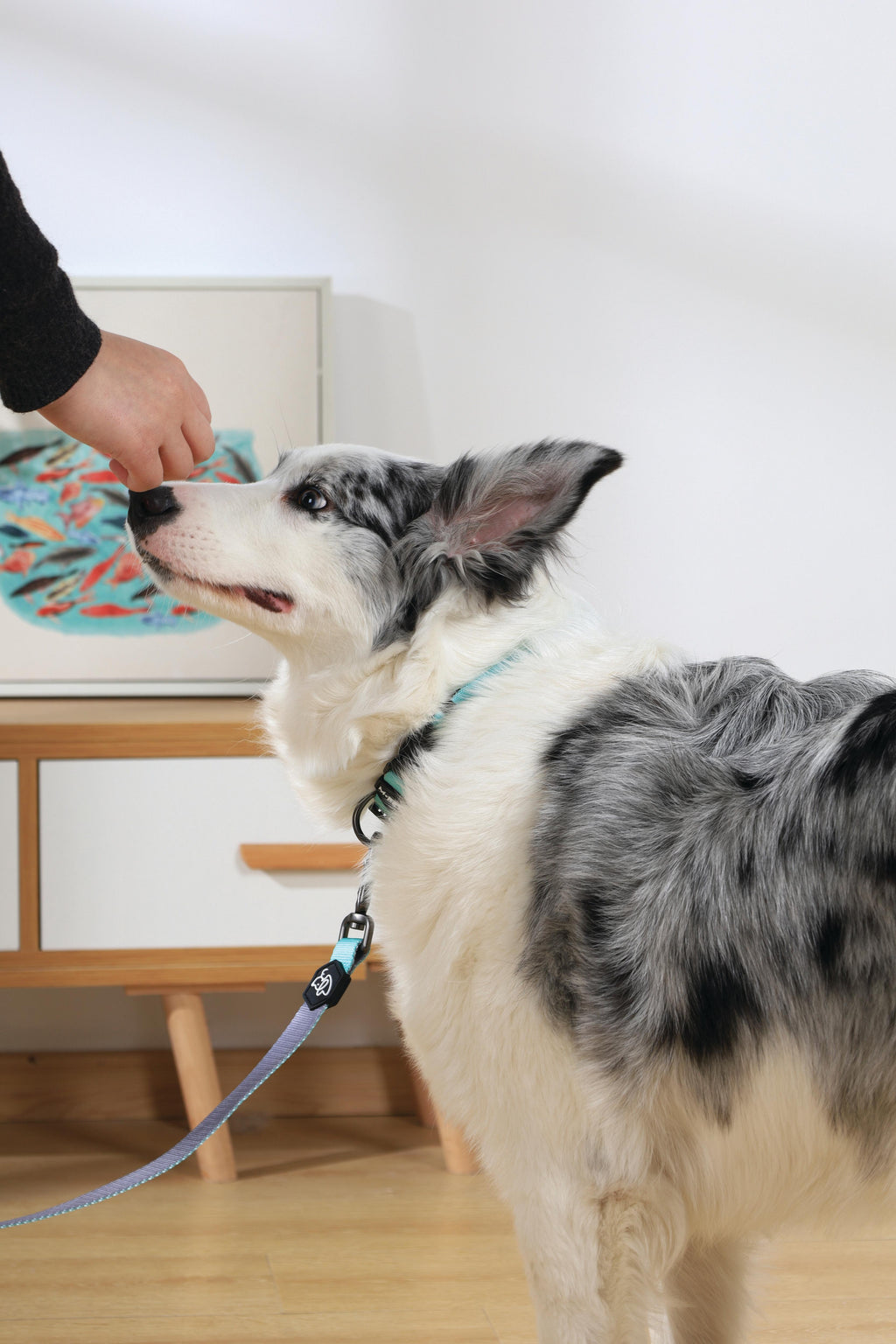 GENTLE DOG Collar Green