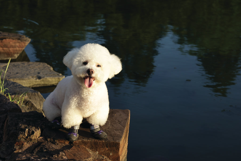 FLEXI SHOES Dog - Purple edition