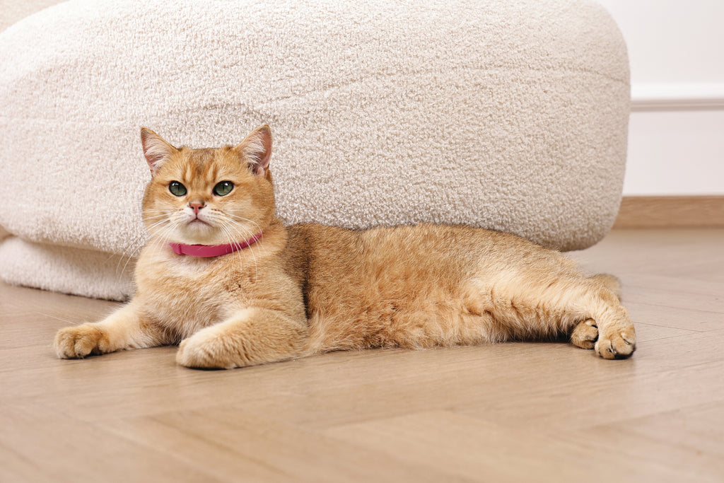 KEEP CALM - Calming pheromone collar set for cats 4 pcs